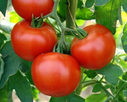 Нужные, умные штучки при выращивании томатов