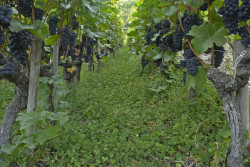 Обработка почвы на виноградниках