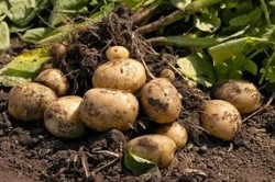 Особенности выращивания раннего картофеля