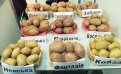 Сорта картофеля какой выбрать для посадки