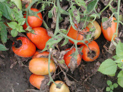 Вершинная гниль томатов