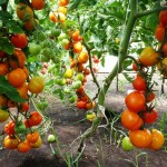 Выращиваем помидоры дома