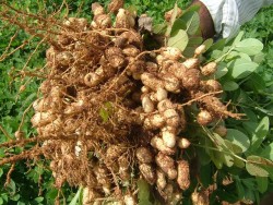 Выращивание арахиса на приусадебном участке