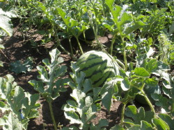Выращивание арбузов в средней полосе