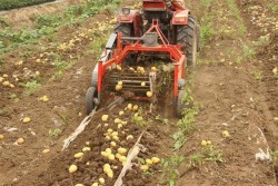 Выращивание картофеля под пленкой