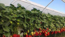 Выращивание клубники по голландской технологии предполагает круглогодичное получение урожая
