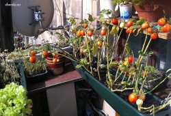 Выращивание помидор на балконе