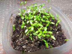Выращивание рассады сельдерея