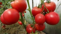 Поговорим о выращивании помидоров..