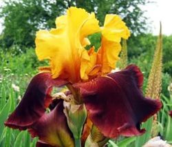 borodatyie-irisyi