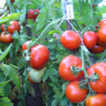 Выращивание помидоров Дубрава в теплице