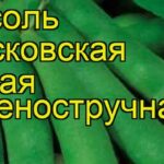 Фасоль Московская белая зеленостручная 556 - описание