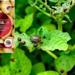 Химические препараты от колорадского жука