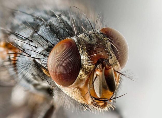 Описание чесночной мухи и ее характерные отличия