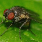 Описание минирующей мухи
