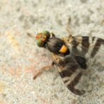 Вишнёвая муха – как её опознать?