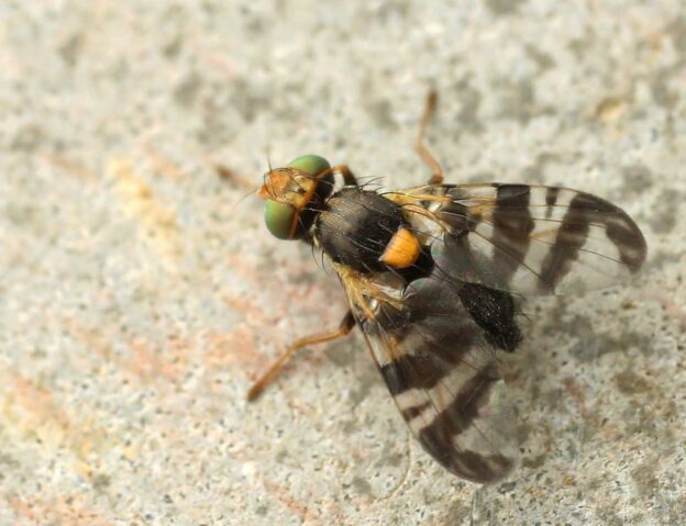 Вишнёвая муха – как её опознать?