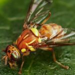 Вредитель бахчевых культур – дынная муха