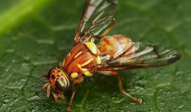 Вредитель бахчевых культур – дынная муха